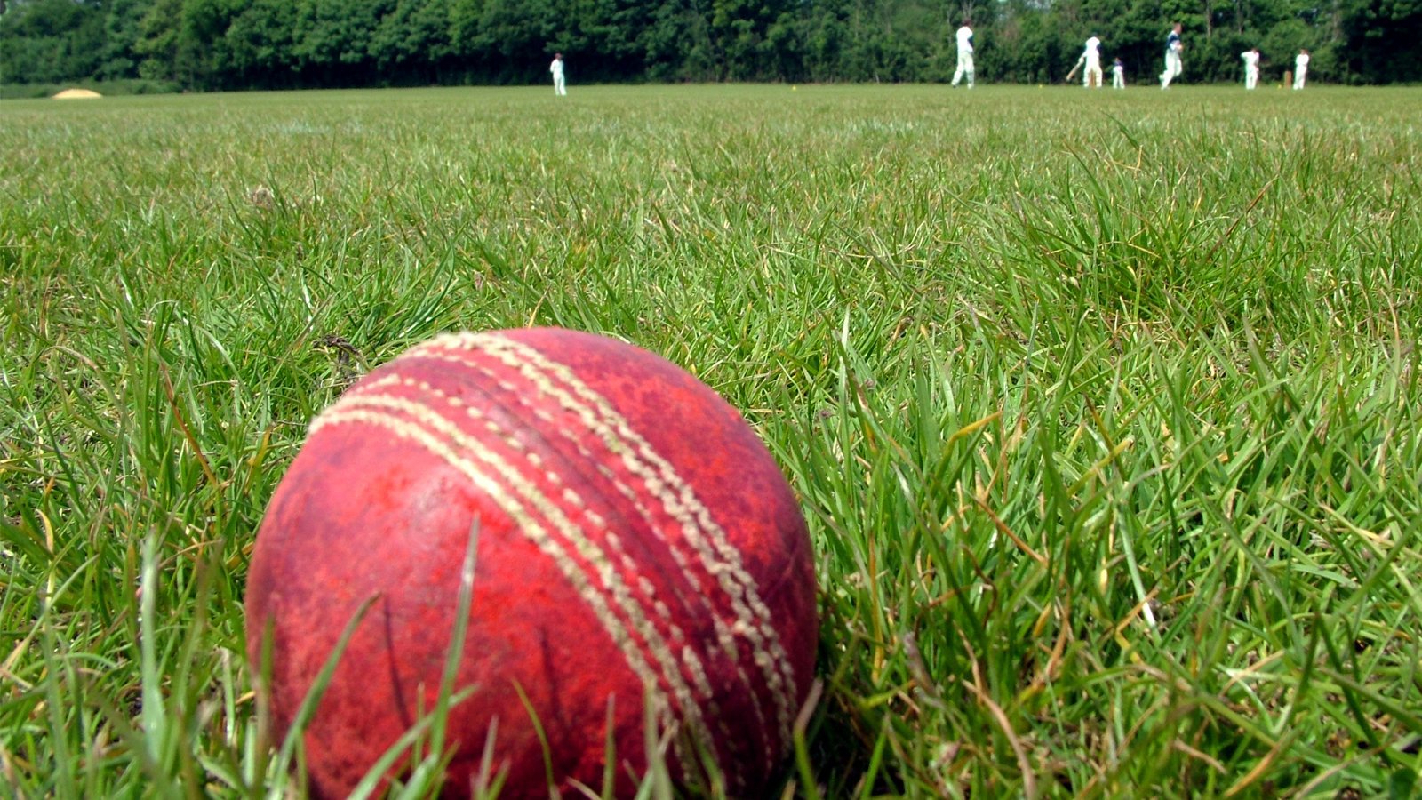 Cricket